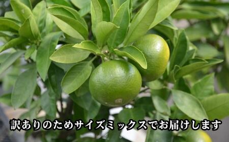 愛媛みかん 極早生 5kg 早生みかん 蜜柑 みかん 温州みかん 極早生 早生 愛媛みかん オレンジ サイズミックス 果物 フルーツ 柑橘 人気 サイズ 不揃い 愛媛県 愛南町青果市場 発送期間：2024年10月初旬～10月末(なくなり次第終了) みかん 早生みかん みかん 早生みかん みかん 早生みかん みかん 早生みかん みかん 早生みかん みかん 早生みかん みかん 早生みかん みかん 早生みかん みかん 早生みかん みかん 早生みかん