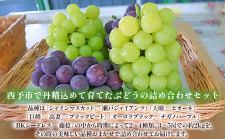 ＜西予の美味しいぶどう セレクトセット／青系＆黒系 約2kg＞ 果物 くだもの フルーツ ぶどう 葡萄 ブドウ セット 詰め合わせ つめあわせ 食べ比べ お楽しみ おまかせ 野菜ソムリエ 食べて応援 特産品 産地直送 西予ぶどう倶楽部 愛媛県 西予市【冷蔵】『8月中旬から9月下旬迄に順次出荷予定』OMC0002