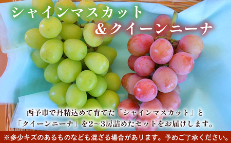 ＜西予の美味しいぶどう セレクトセット／シャインマスカット＆クイーンニーナ 約1.2kg＞ 果物 くだもの フルーツ ぶどう 葡萄 ブドウ セット 食べ比べ 野菜ソムリエ 食べて応援 特産品 産地直送 西予ぶどう倶楽部 愛媛県 西予市【冷蔵】『8月下旬から9月上旬迄に順次出荷予定』OMC0004