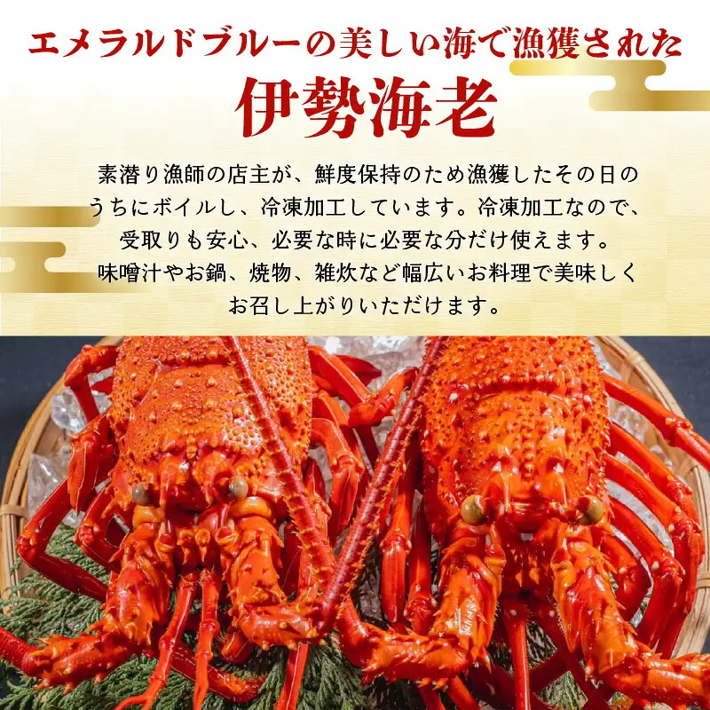 沖永良部島 直送 ！ 素潜り漁師 オススメ の ボイル済み 冷凍 伊勢海老 約 500g （ 1 ～ 2匹 ）！ W030-017 海鮮 エビ