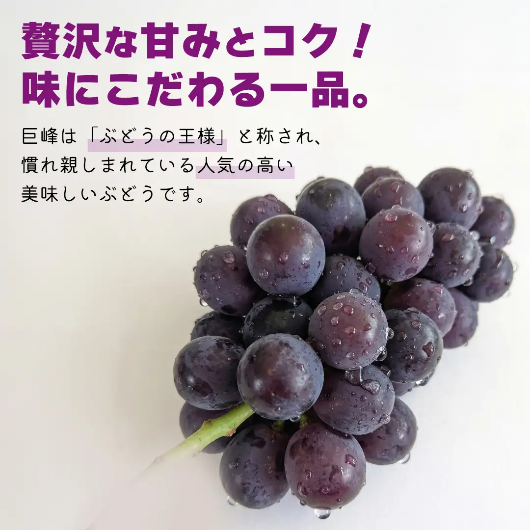《 2026年 収穫分 》 種あり 巨峰 1.5kg 4～7房 (桜川市・石岡市共通返礼品) 先行予約 石田ぶどう園 国産 茨城県 桜川市 ぶどう ブドウ 葡萄 果物 くだもの フルーツ 旬 人気 産直 採れたて 新鮮 産地直送 秋 贈答 ギフト プレゼント [FB001sa]