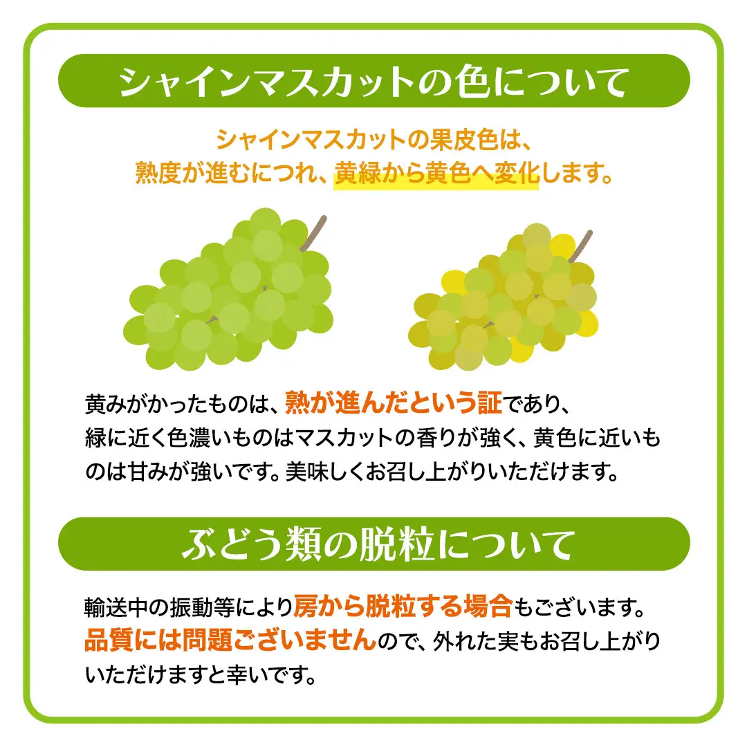 《 2026年 収穫分 》 シャインマスカット 2kg 3～5房 (桜川市・石岡市共通返礼品) 先行予約 石田ぶどう園 国産 茨城県 桜川市 マスカット ぶどう ブドウ 葡萄 果物 くだもの フルーツ 旬 人気 採れたて 新鮮 産地直送 秋 贈答 ギフト [FB005sa]