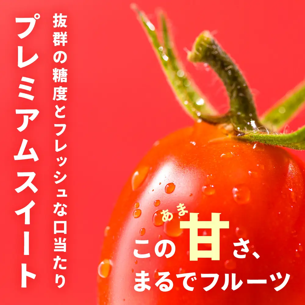 【2027年先行予約】 【朝採れ最短発送！】 Premium Sweet 1kg フルーツミニトマト