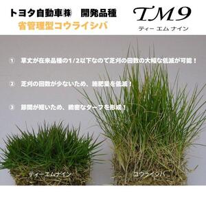 芝生(省管理型コウライ芝　TM9ティーエムナイン)２束セット※2平米分