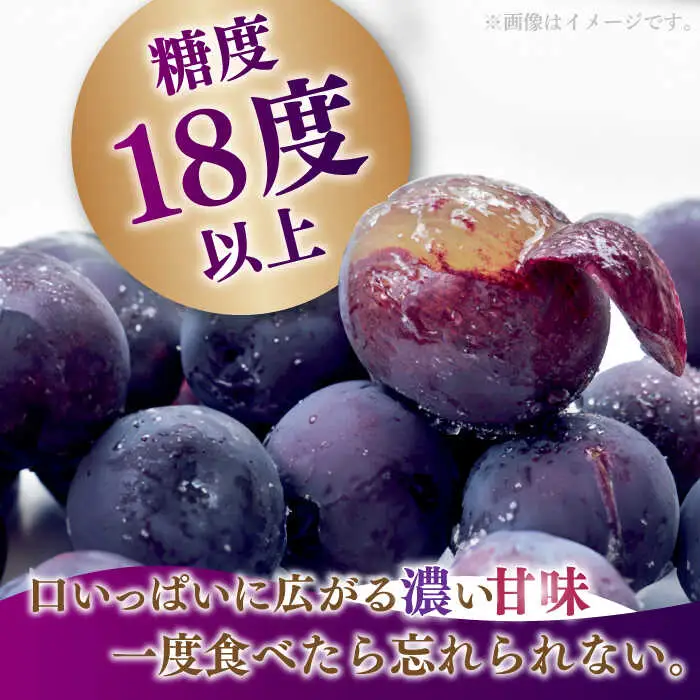 【2027年7月下旬-発送】巨峰ぶどう 3房1.8kg以上 [SCW073] ぶどう