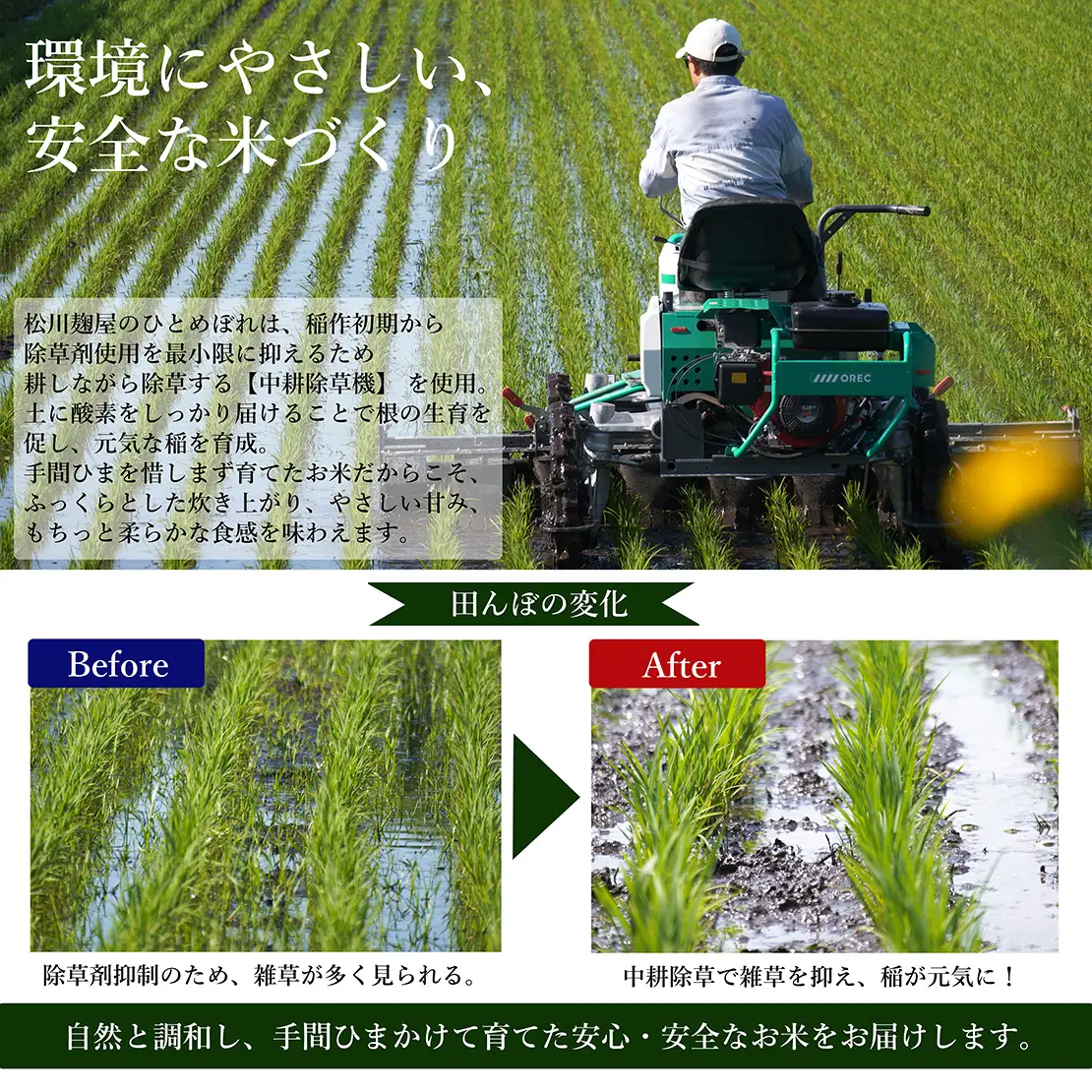 【先行予約】【令和8年産米】ひとめぼれ10kg　会津磐梯山の恵みこだわり栽培米　令和8年10月下旬頃より発送予定　減農薬　会津産　福島産