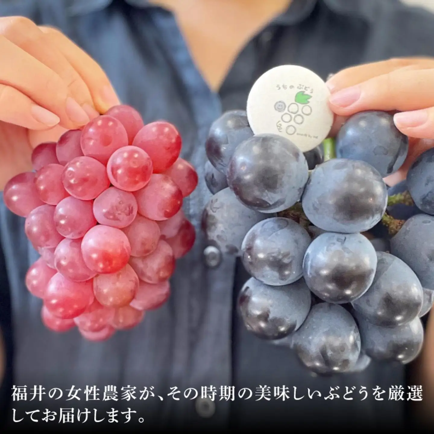 【数量限定先行予約】【9月以降順次発送】農家厳選！採れたてぶどうの詰合せ（品種おまかせ）2kg以上（2～4房程度）果物　シャインマスカット