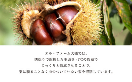 訳あり 栗 1kg 生むき栗 11月発送 ［BSAR013］