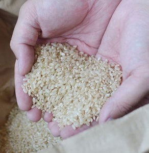 米 玄米 5kg 伊予あぐり米「ヒノヒカリ」【AGR0020_5R6_x】米米米米米米米米米米米米米米米米米米