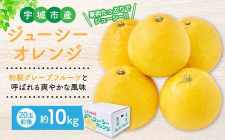 ジューシーオレンジ 約10kg（20玉前後）　【2027年4月上旬-2027年5月下旬発送予定】