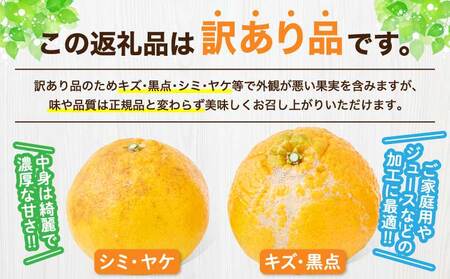先行予約  訳あり 熊本大見柑 (不知火)  約5kg（15～22玉） 2027年3月上旬から2027年4月中旬発送予定