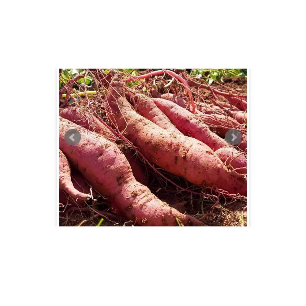 ＜先行予約受付中！10月上旬～2月下旬発送予定＞さといもと紅はるかのセット(約10kg) 【鳥取県 境港市】