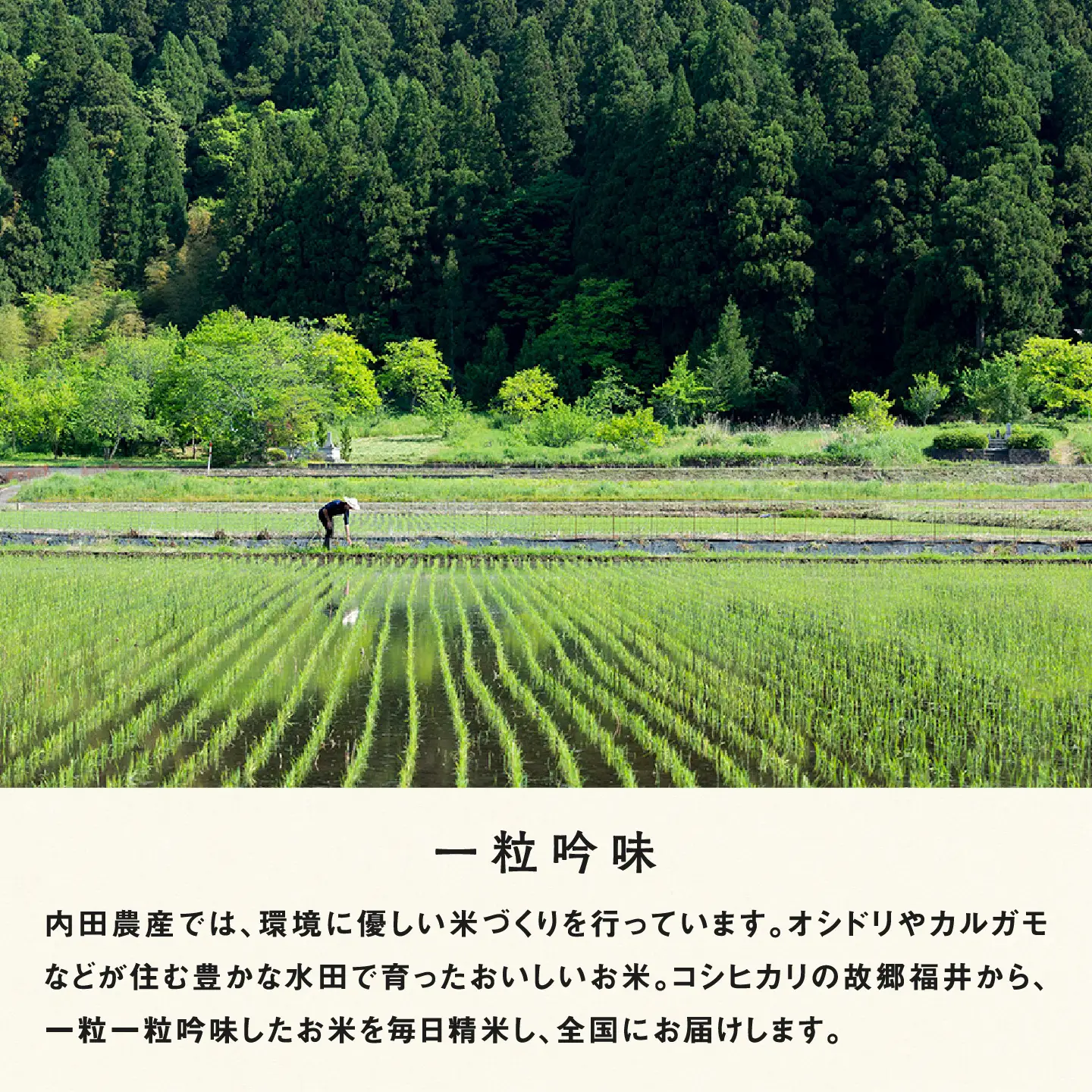 【令和8年産新米！】【先行予約】【2026年10月上旬以降順次発送予定】【3ヶ月連続お届け】令和7年産 内農米コシヒカリ定期便 10kg × 3回 計30kg　お米 ごはん