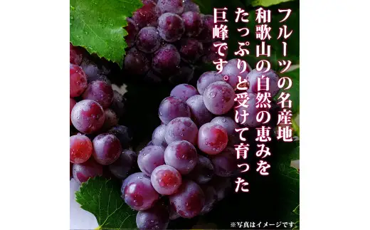 紀州和歌山産の種なし巨峰ぶどう２房（約800g～1kg） / ぶどう ブドウ 葡萄 種無し フルーツ 果物 くだもの ※2027年8月中旬〜9月上旬頃順次発送予定 ※離島への配送不可 【uot517-r-0d8】