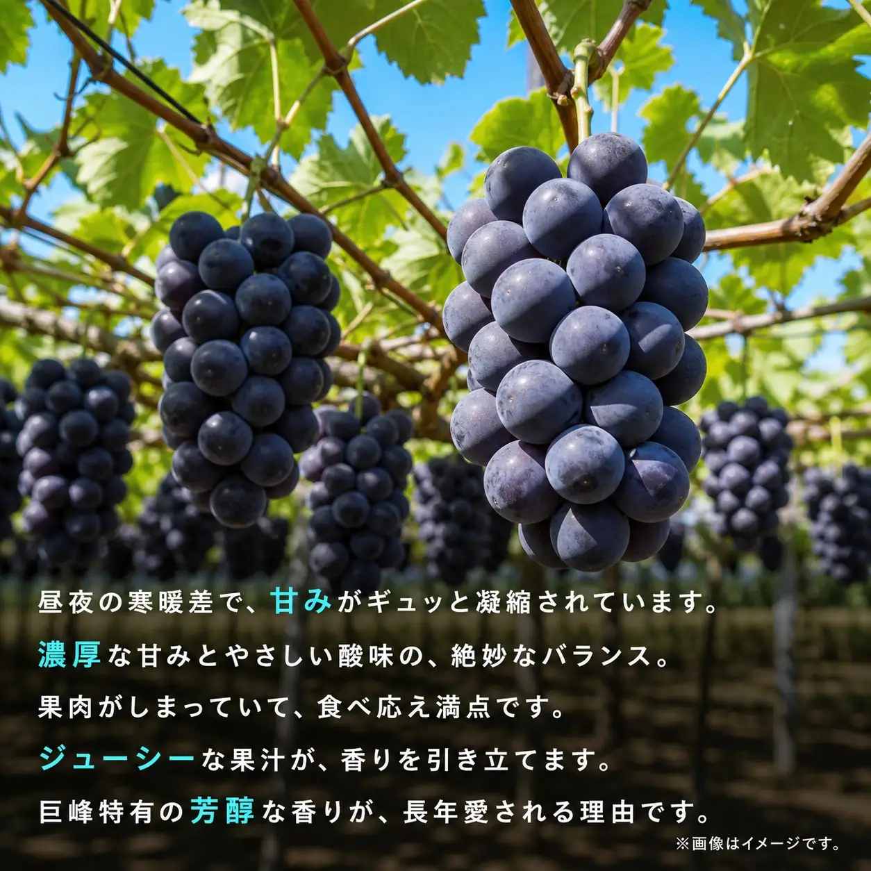 紀州和歌山産の種なし巨峰ぶどう２房（約800g～1kg）※2027年8月中旬頃〜9月上旬頃に順次発送予定 / ぶどう ブドウ 葡萄 種無し フルーツ 果物 くだもの【uot814A】