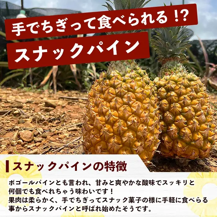 パイナップル好きにおすすめ！満足のパイナップル4品種定期便《2027年4月～7月順次発送》