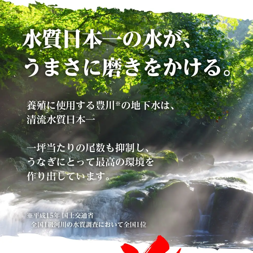 豊橋うなぎ 蒲焼 2尾 国産 うなぎ