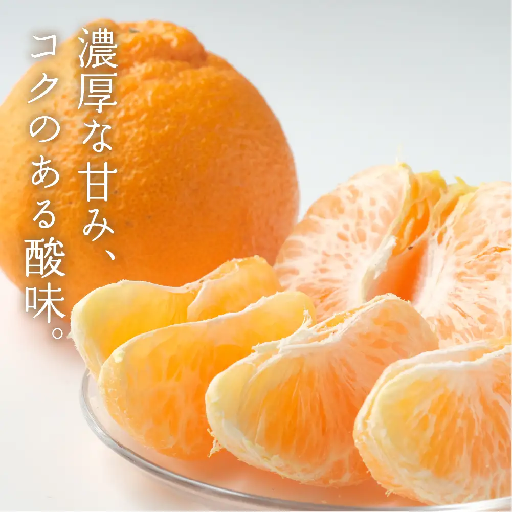 完熟しらぬい 2kg 甘熟デコ みかん デコポン みかん