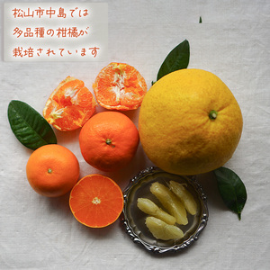 【2026年12月下旬頃から順次発送】 柑橘定期便 5kg × 4回 計20kg 品種おまかせ（ 家庭用 みかん 温州 蜜柑 ミカン 果物 フルーツ 定期便 旬 季節限定 数量限定 NPO法人農音 愛媛県 松山市 中島 農音 ）【NO052】