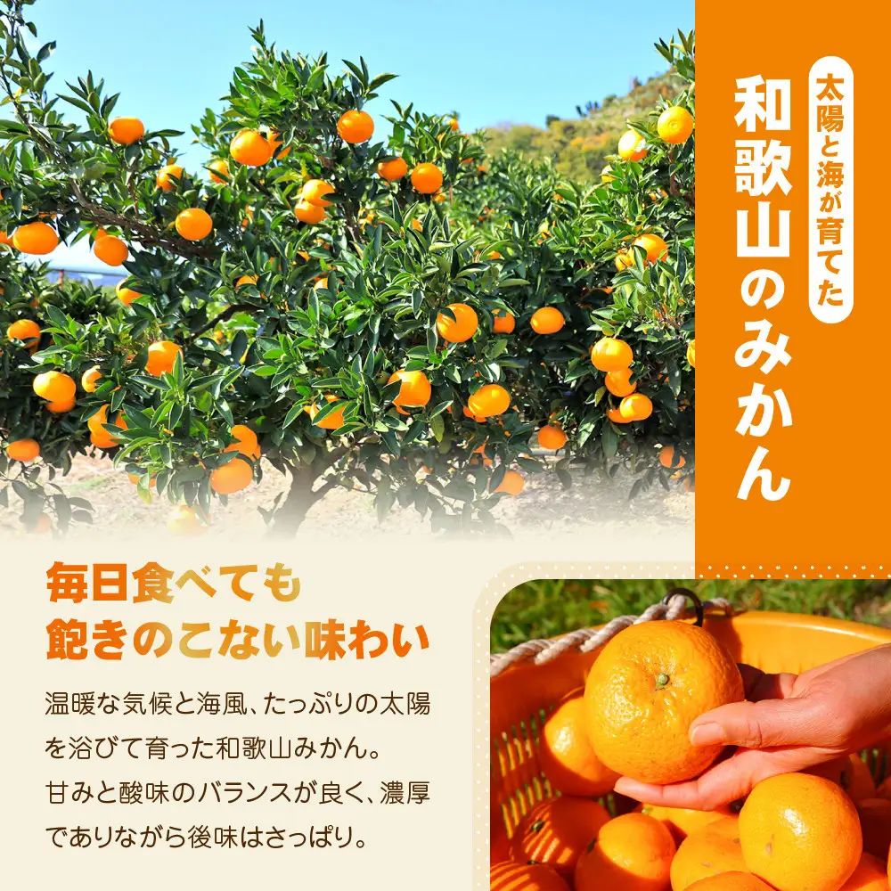 【訳あり】和歌山みかん約11kg+補償分約1kg サイズ混合 11月より順次発送 訳ありみかん 【red2】