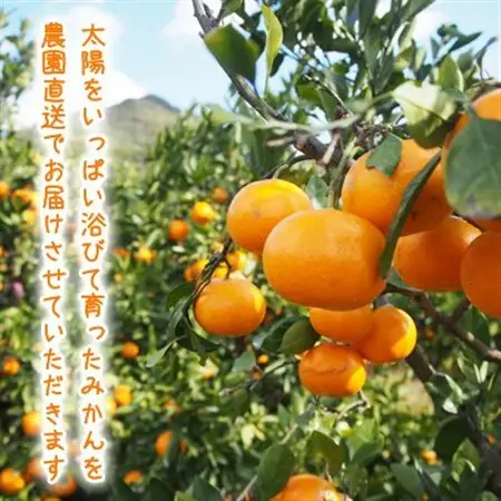 【2026年12月～2027年1月発送】完熟濃厚 木成り温州みかん ミックスサイズ 5kg 和歌山県【配送不可地域：離島】【1544146】