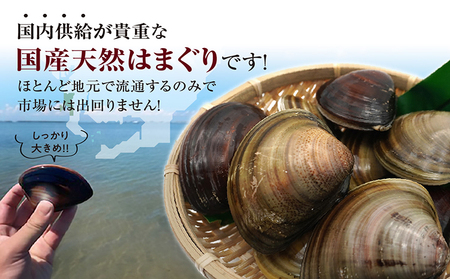 【 奇跡のはまぐり 】小鈴谷産天然はまぐり【 1kg 】 国産 天然 はまぐり 貝 漁協直送 魚貝類 肉厚 日本産 旨味 お祝い お吸い物 大きい 手掘り 潮干狩り 冷蔵便 小鈴谷天然蛤 海の幸 縁起物