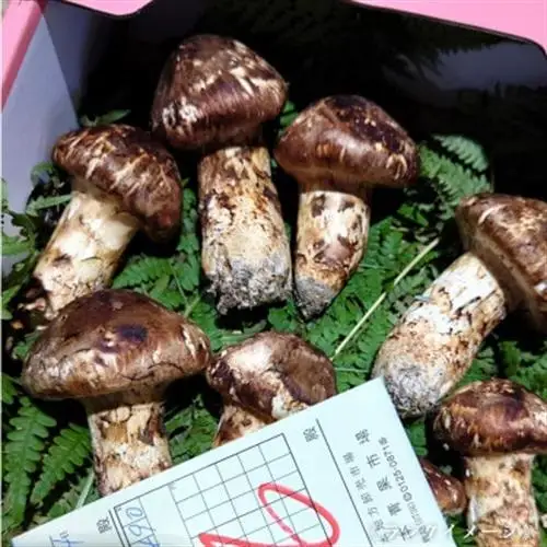 【和歌山産】～香りそのまま真空パック～高級・希少 高野松茸　200g(訳有品詰合せ)_野菜 松茸 きのこ まつたけ マツタケ_【配送不可地域：離島・北海道・沖縄県】【1340753】