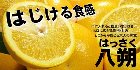 八朔（はっさく）［約10kg］和歌山県有田産 春みかん【果実サイズおまかせ】 ｜ 和歌山県産 柑橘 フルーツ 紀伊国屋文左衛門本舗