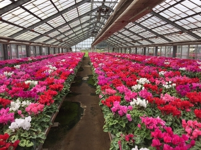 【2026年11月より順次発送】シクラメン(5号鉢) 4鉢セット｜シクラメン 花 季節の花 須貝花園 先行予約 茨城県 行方市(C-4)