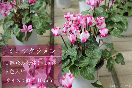 【2026年11月より順次発送】須貝花園 ミニシクラメン(3.5号鉢) 15鉢セット｜シクラメン ミニシクラメン 花 季節の花 セット 須貝花園 先行予約 茨城県 行方市(C-1)