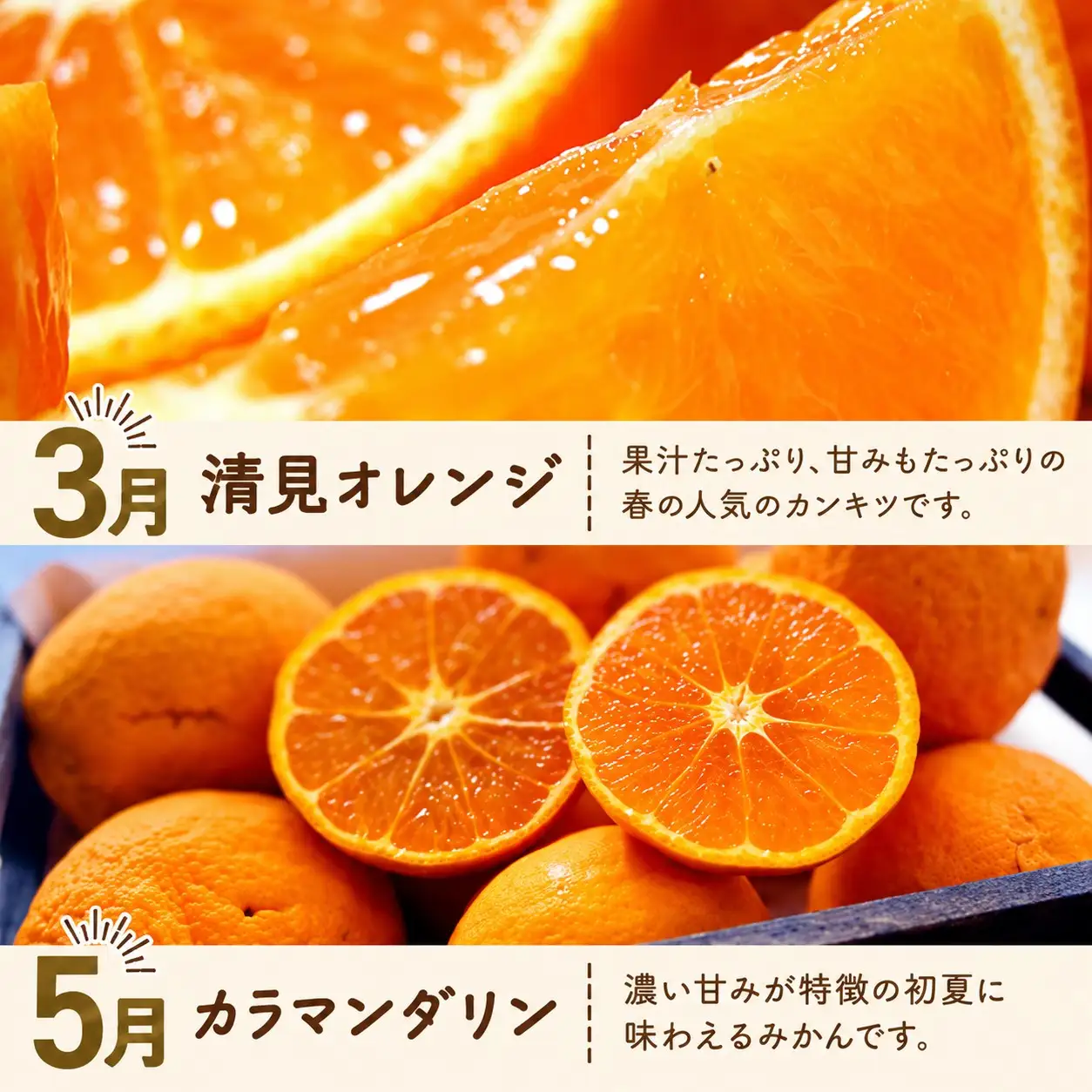 和歌山旬のカンキツ定期便【S】全4回（配送日時指定不可）※北海道・沖縄・離島への配送不可 / 定期便 フルーツ みかん 清見オレンジ 青切り 青切りみかん カラマンダリン 4回 【ard-tkb902A】