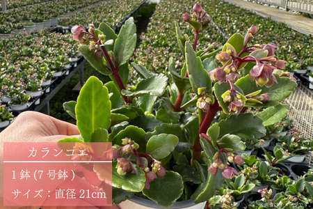 【2027年2月より順次発送】須貝花園 カランコエ 1鉢(7号鉢)｜カランコエ 花 季節の花 須貝花園 先行予約 茨城県 行方市(C-3)