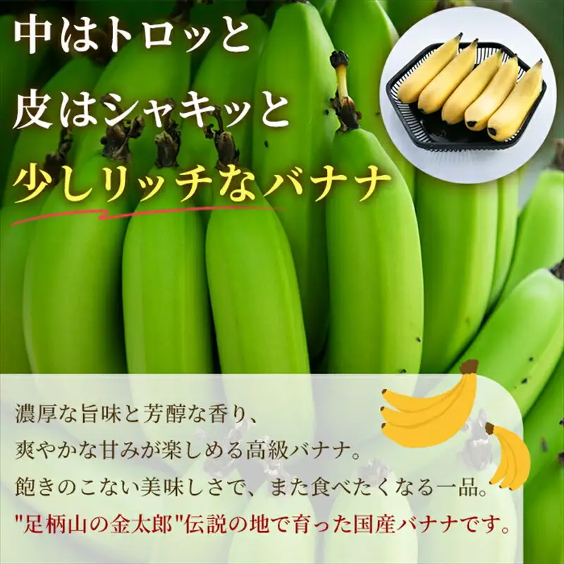 定期便：スタンダード 金太郎バナナ（25本）  5本×5回（毎月お届け） 栽培期間中農薬不使用 【国産 ギフト プレゼント 贈り物 お返し おいしい 金太郎バナナ 果物 くだもの フルーツ お歳暮 お中元 】