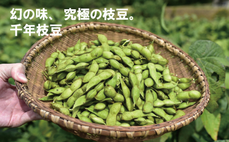 新丹波黒 枝豆 千年枝豆 2kg さや 京都 丹波  京丹波町産 期間限定 生産者限定 国産 こだわり 厳選 黒豆 枝豆 おつまみ きな粉 黒豆きな粉付き [015HY001L]