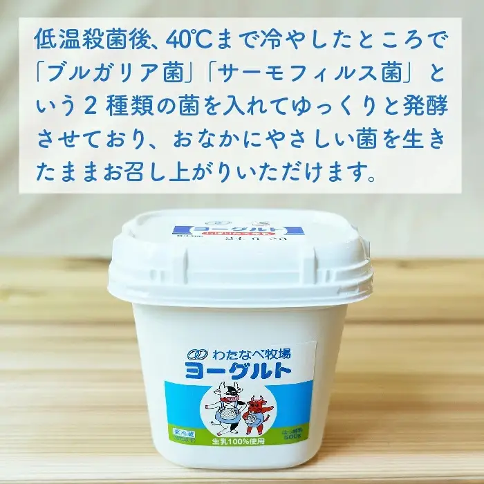 【定期便6回】ヨーグルト500ｇ（プレーン）6個セット／ 無糖 ネッカ牛乳 ノンホモ製法 セット 搾りたて 栄養 こだわり おやつ デザート 朝食 スイーツ 自然派 化学合成物質不使用 安心 乳製品 乳酸菌 腸活 健康 定期便 島根県 安来市