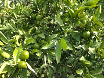 【周防大島産】日南一号（極早生種）10kg