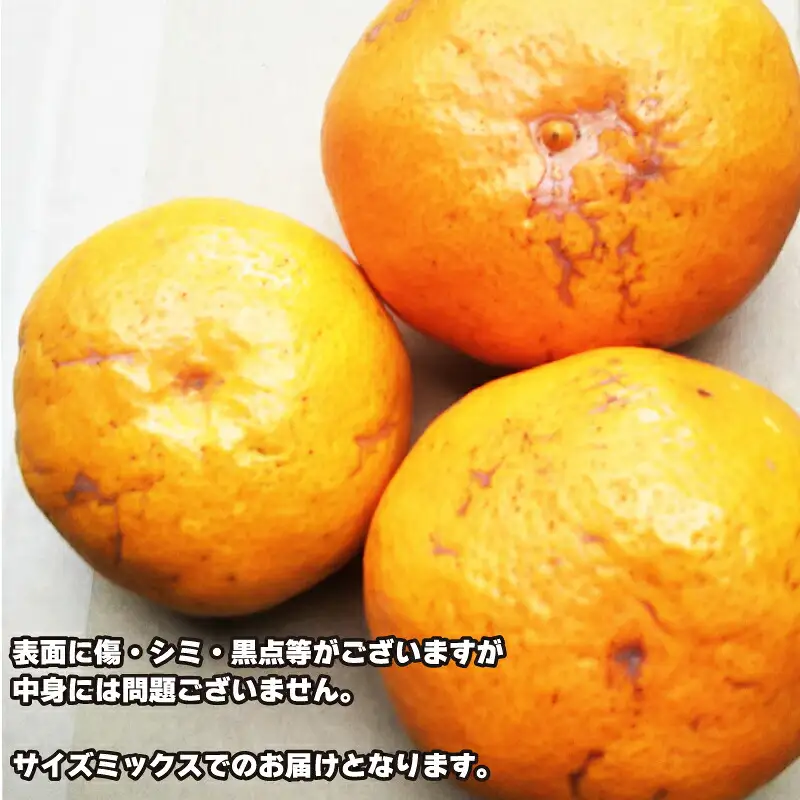 訳あり 早生 6kg ふるくとファーム 先行予約 かなこちゃんち 果物 くだもの フルーツ 柑橘 みかん 蜜柑 mikan ビタミンC たっぷり 愛媛ミカン 愛媛蜜柑 愛媛みかん 農家直送 産地直送 数量限定 国産 愛媛 宇和島 B010-037004