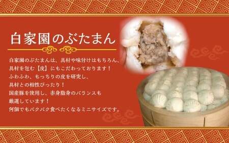 【全6回定期便】長崎ぶたまん 40個 (40個×6回) 合計240個 ／ ミニサイズ ぶたまん 豚まん ブタまん 中華まん 肉まん 国産豚 おやつ 朝食 軽食 レンジ 冷凍 定期便 長崎