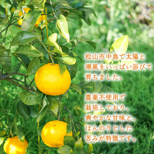 【2027年3月下旬頃より順次発送】農薬不使用 甘夏 4kg | 数量選択可 みかん ミカン 蜜柑 柑橘 数量限定 愛媛県産 松山市 中島 愛媛 ふるさと納税【NO040】