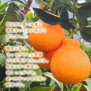 【2027年2月中旬頃から順次発送】 不知火 2kg | 数量選択可 みかん ミカン 蜜柑 柑橘 数量限定 愛媛県産 松山市 中島 愛媛 ふるさと納税【NO042】