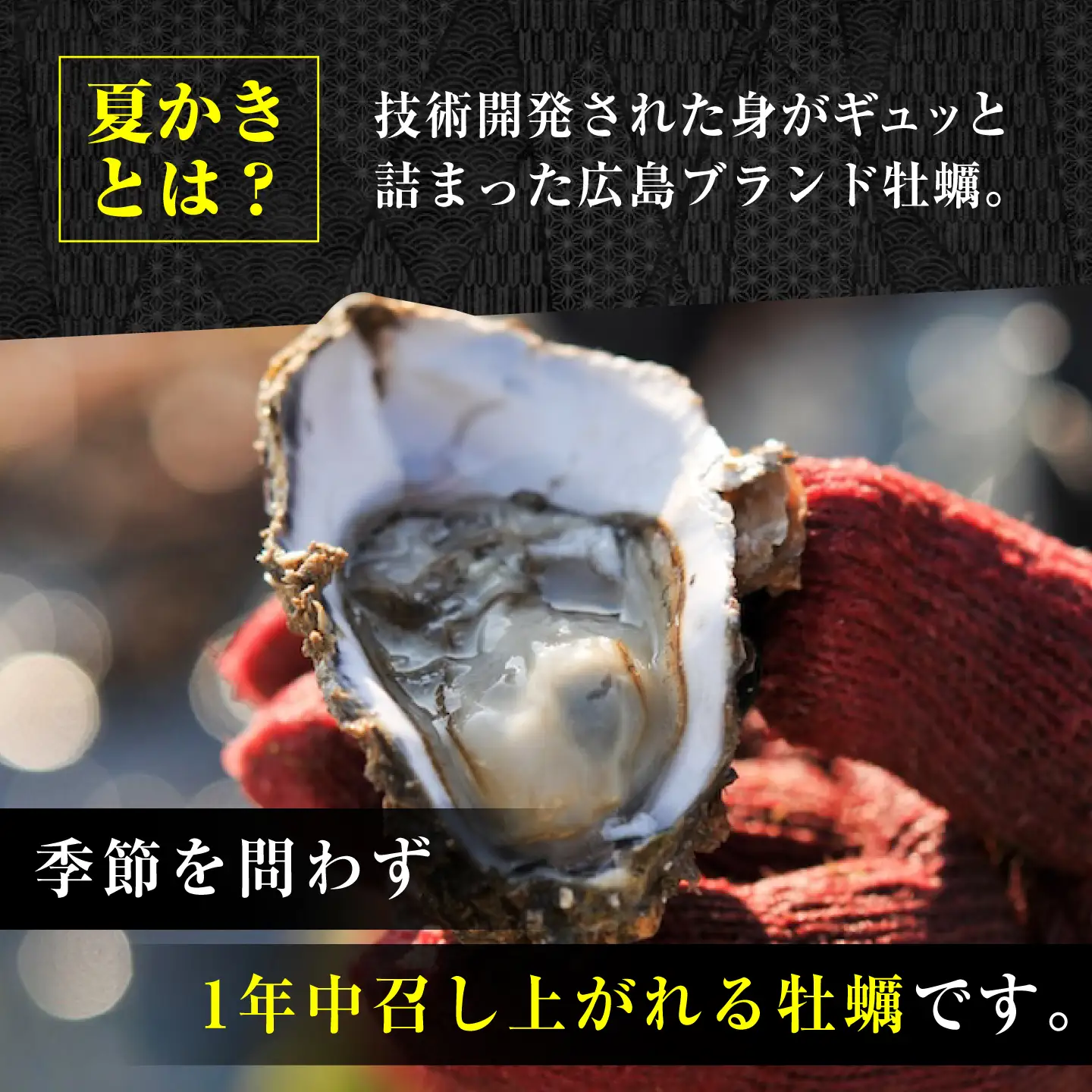 生牡蠣夏かき6個 牡蠣[XBP011]