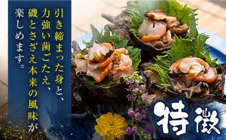 【先行日時予約】対馬産 活サザエ 6kg [WAA016] さざえ 貝 サザエ 刺し身 お刺し身 サザエ