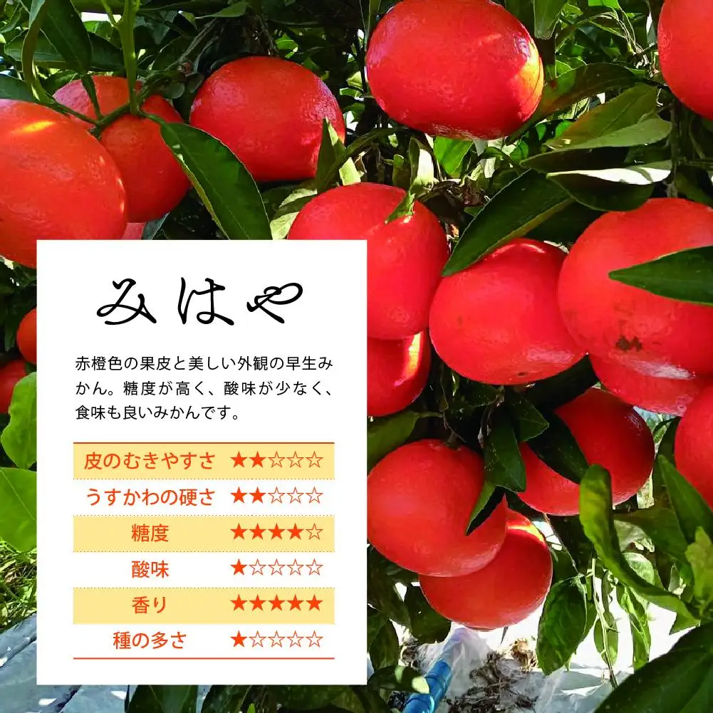 【先行受付】【訳あり】 みはや 5kg 果物 フルーツ くだもの 柑橘 みかん 蜜柑 新品種 おすすめ ワケアリ 不揃い 傷 Ｂ級品 プレゼント おすすめ おすそ分け 家庭用 おやつ スイーツ デザート 宮崎県 綾町 送料無料_A0114-2501