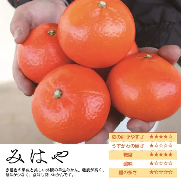 【先行受付】みはや 2kg 果物 フルーツ くだもの 柑橘 みかん 蜜柑 新品種 おすすめ A級品 化粧箱 ギフト 贈り物 贈答 プレゼント おすすめ おすそ分け おやつ スイーツ デザート 宮崎県 綾町 送料無料【JA綾町】_A0114-2491