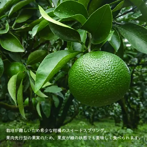 【先行予約】希少柑橘「スイートスプリング」5kg [化粧箱] 果物 フルーツ くだもの 柑橘 オレンジ みかんジュース おすすめ ギフト 贈り物 贈答 プレゼント おすそ分け おやつ スイーツ デザート 常温 産地直送 宮崎県 綾町 送料無料【JA綾町】_A0114-2581