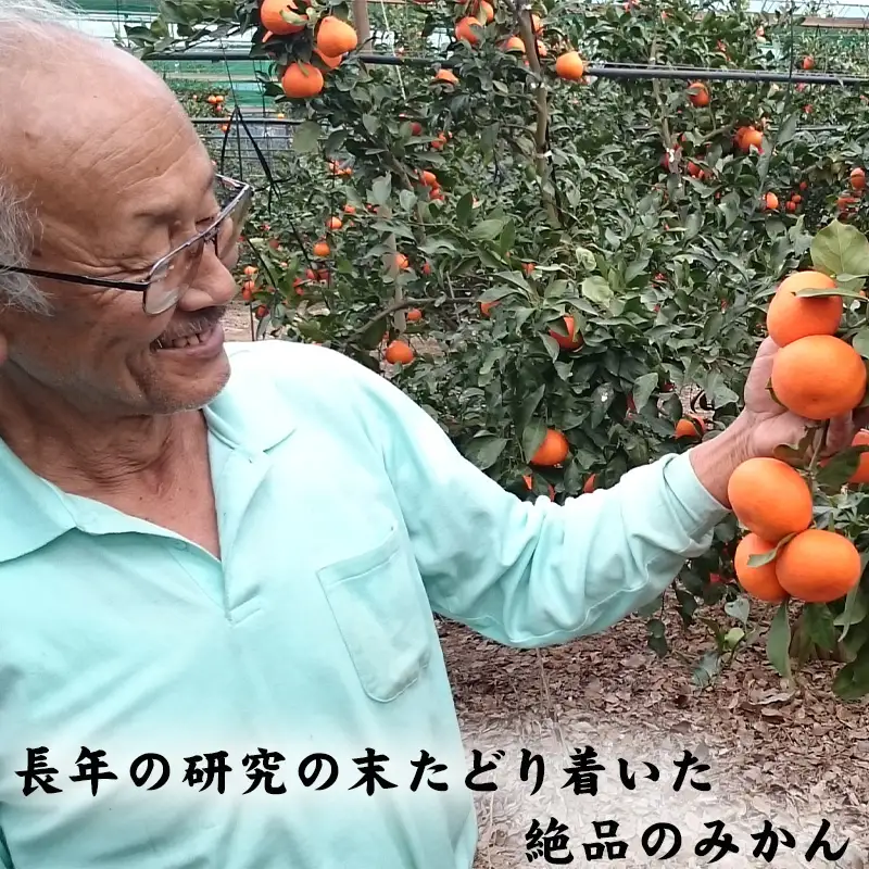 『先行予約』【12月発送】吉田みかん園の樹上完熟みかん 5kg