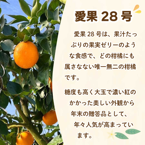 【2026年11月下旬順から順次発送】 贈答用 愛果28号 (紅まどんな と同品種)  約3.7kg 大玉11玉 ハウス栽培  | あいか 28号 果物 みかん 柑橘 宮本農園 愛媛県 松山市【MN0181】
