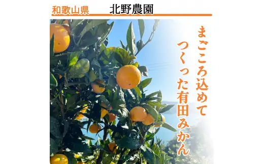 【12月発送】秀品 有田みかん 和歌山県産  S～Lサイズ 大きさお任せ 3kg / みかん フルーツ 果物 くだもの 有田みかん 蜜柑 柑橘【ktn001A-12】