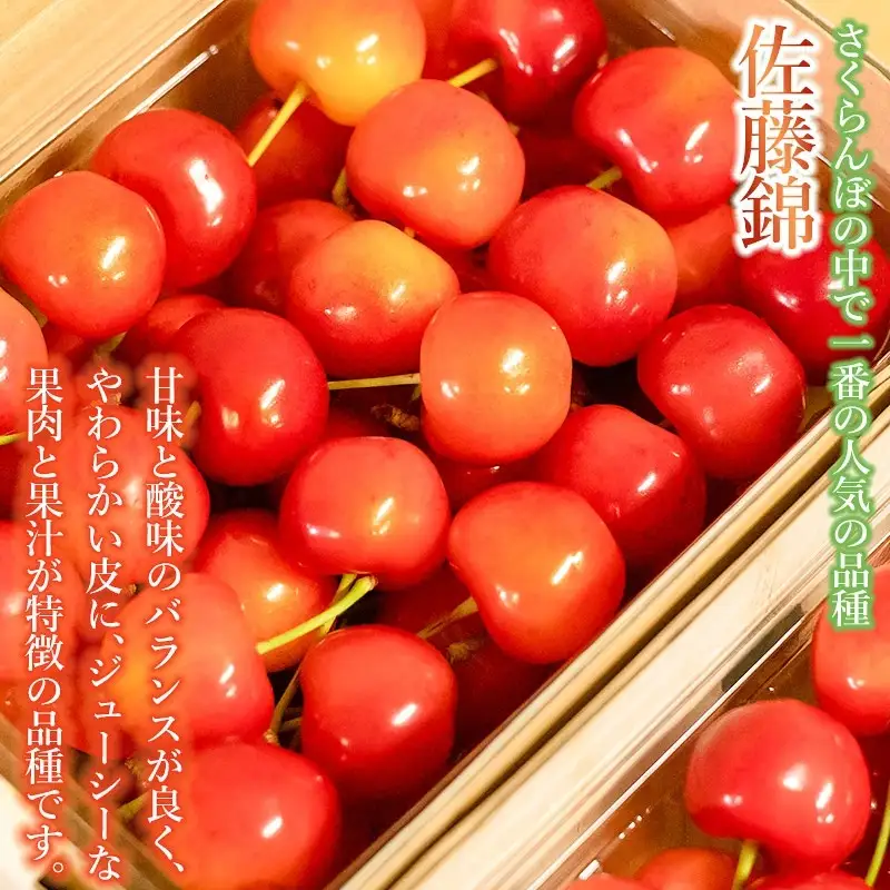 【令和9年産】さくらんぼ 佐藤錦 (Lサイズ以上)  バラ詰め 500g 榎本菜園  K-935