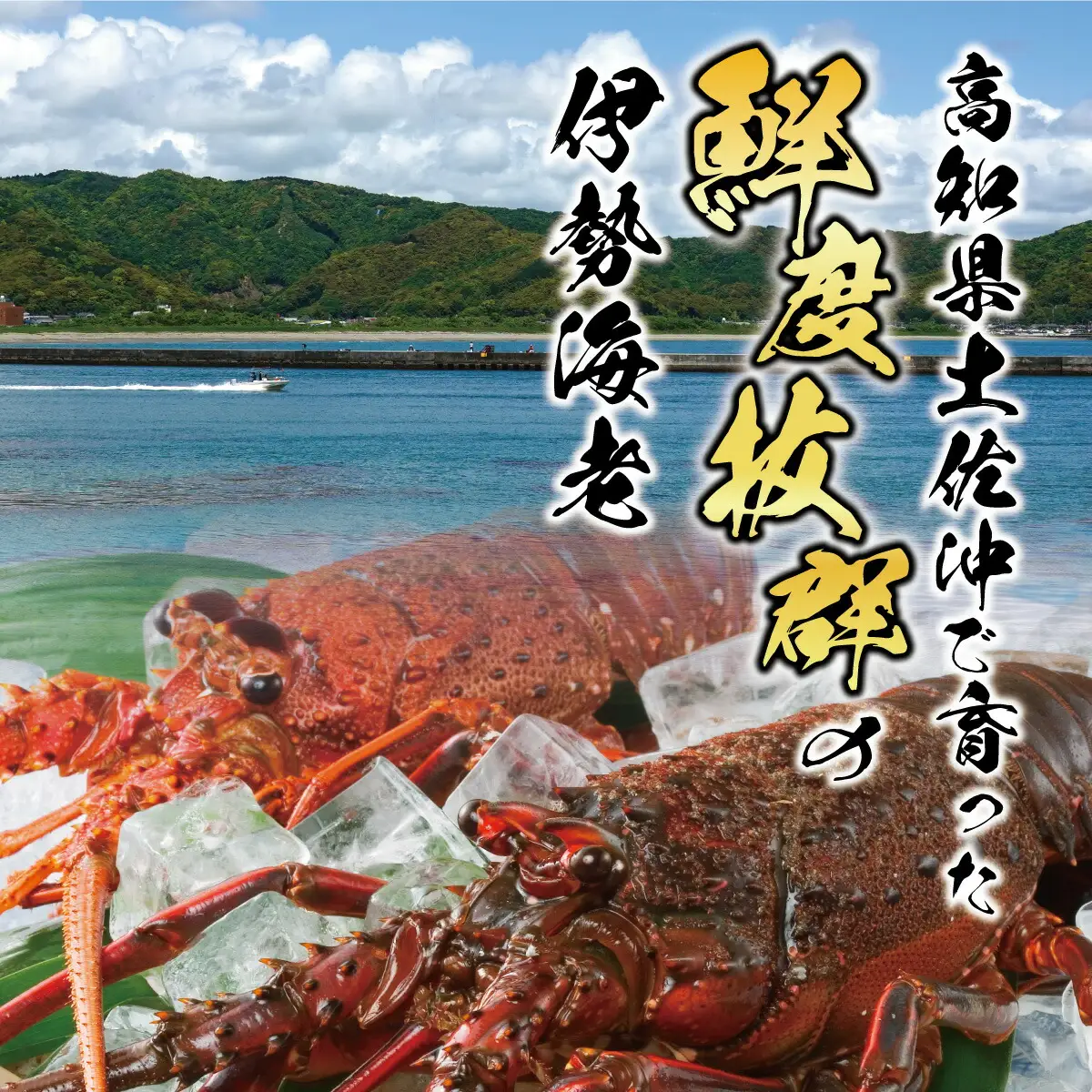 【先行予約】10月直送便 土佐獲れ 活伊勢海老 約700〜800g（2尾?4尾）  高知県土佐市 【株式会社とさもん】 [BQAE103]